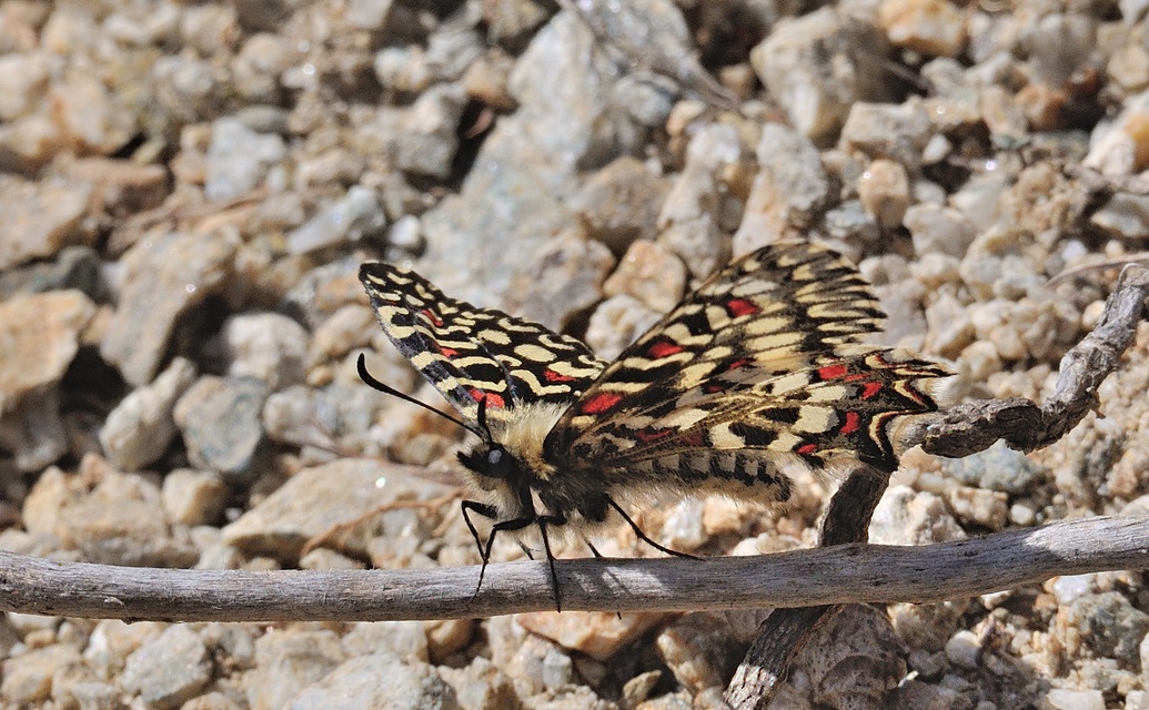 foto A072248, © Adriaan van Os, Corsavy 01-04-2021, hoogte 800 m, Zerynthia rumina