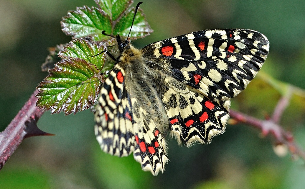 foto A072277, © Adriaan van Os, Corsavy 01-04-2021, hoogte 800 m, Zerynthia rumina