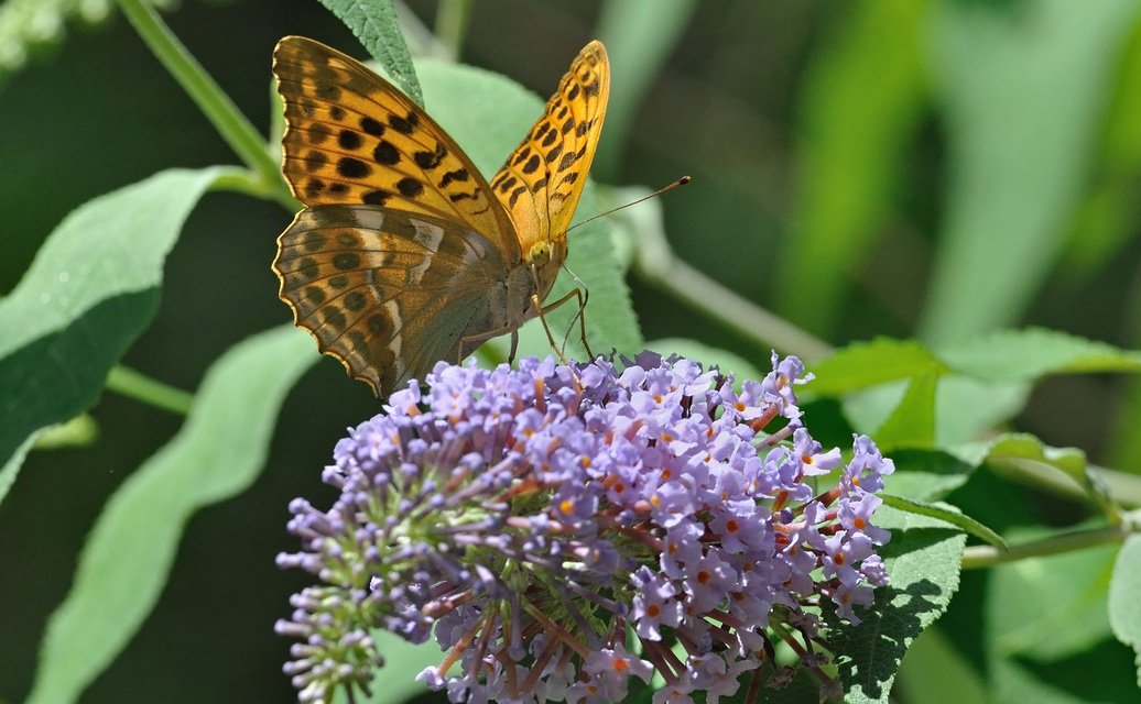 photo A074193, © Adriaan van Os, Coustouges 06-07-2023, altitude 800 m, ♀ Argynnis paphia