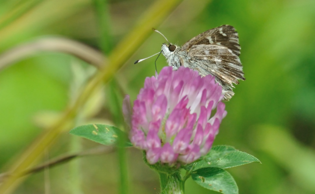 photo A074200, © Adriaan van Os, Coustouges 06-07-2023, altitude 800 m, Carcharodus floccifera