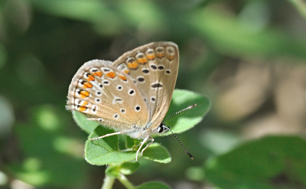 foto A074427, © Adriaan van Os, Coustouges 28-07-2023, altitud 800 m, ♀ Polyommatus icarus