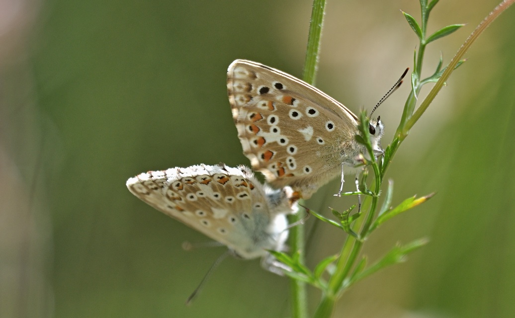 foto A074481, © Adriaan van Os, Coustouges 06-08-2023, altitud 800 m, Polyommatus coridon, aparellament