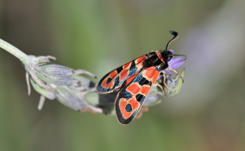 photo A074636, © Adriaan van Os, Coustouges 11-09-2023, altitudo 800 m, Zygaena fausta