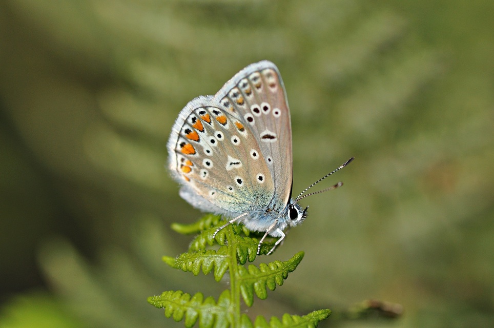 foto B033645, © Adriaan van Os, Corsavy 24-08-2017, hoogte 1300 m, ♂ Polyommatus icarus