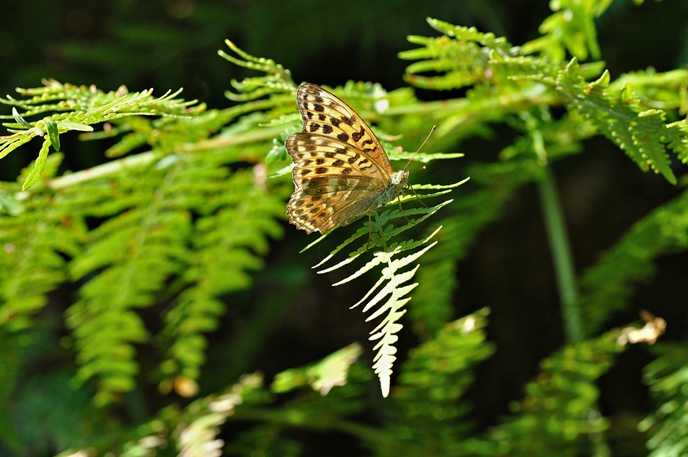 Foto B033675, © Adriaan van Os, Corsavy 24-08-2017, H�he 1300 m, ♀ Argynnis paphia valezina
