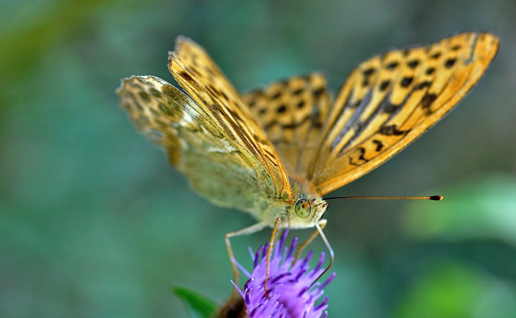 foto B033763, © Adriaan van Os, Corsavy 24-08-2017, altitud 1300 m, ♂ Argynnis paphia