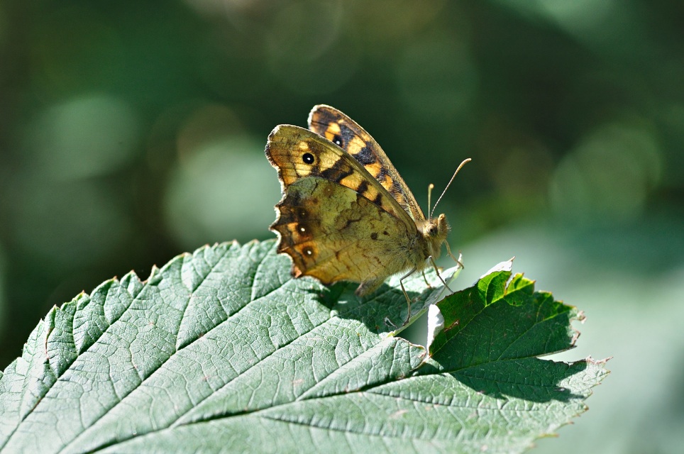 foto B033847, © Adriaan van Os, Corsavy 24-08-2017, altitud 1300 m, Pararge aegeria