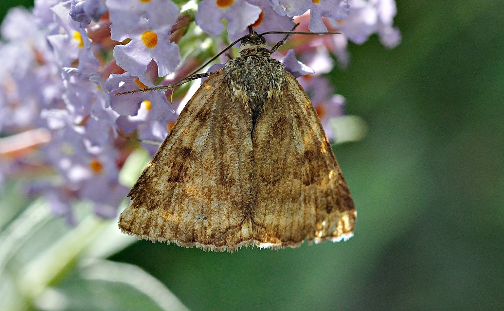 foto B034213, © Adriaan van Os, Montferrer 26-08-2017, hoogte 800 m, Euclidia glyphica ?