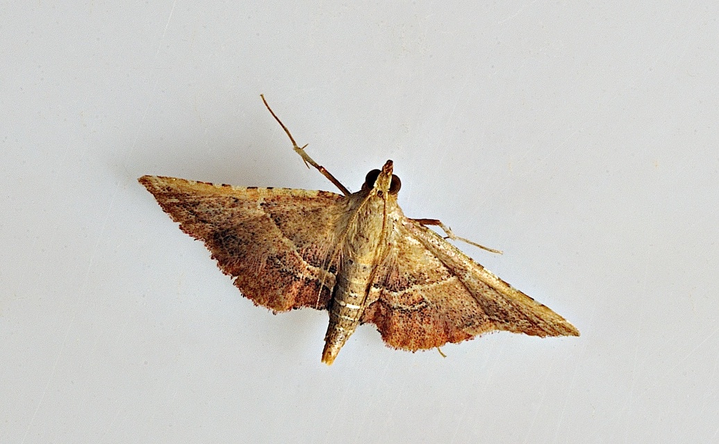 photo B034651, © Adriaan van Os, Corsavy 28-08-2017, altitudo 800 m, Endotricha flammealis