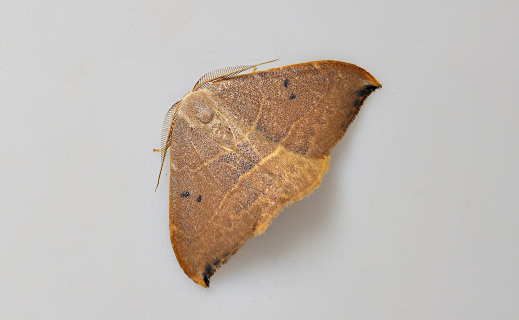 photo B034766, © Adriaan van Os, Corsavy 28-08-2017, altitude 800 m, Watsonalla uncinula or Watsonalla binaria