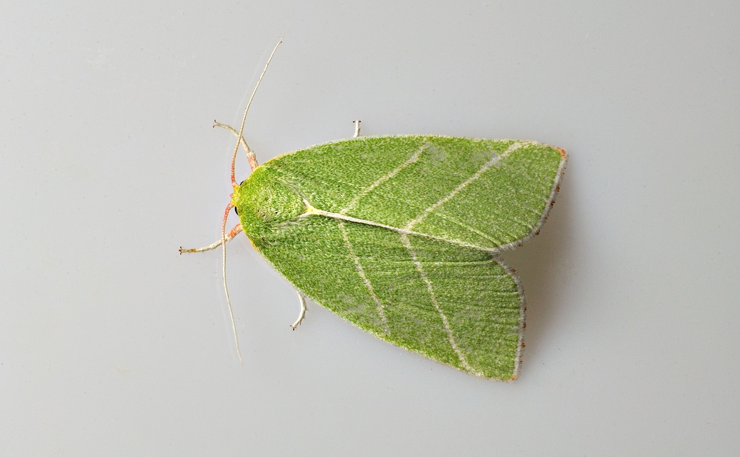 Foto B034797, © Adriaan van Os, Corsavy 28-08-2017, H�he 800 m, Bena bicolorana