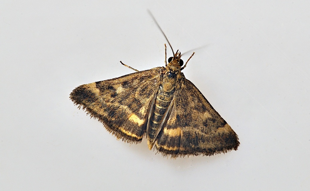 Foto B035031, © Adriaan van Os, Corsavy 28-08-2017, H�he 800 m, Pyrausta despicata