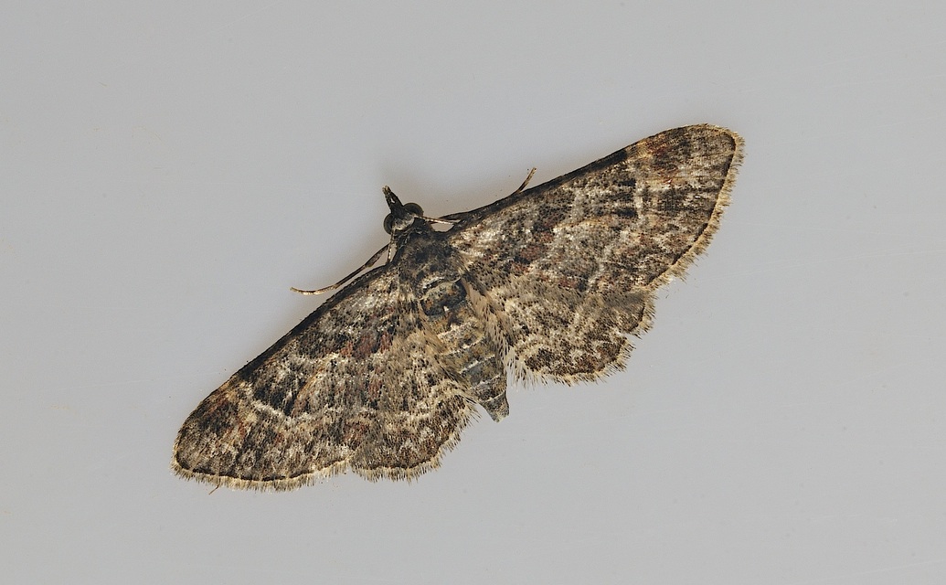 photo B035109, © Adriaan van Os, Corsavy 28-08-2017, altitudo 800 m, Gymnoscelis rufifasciata