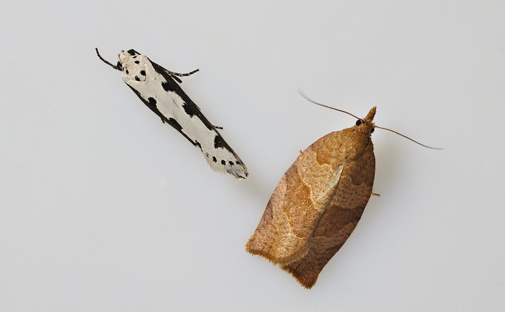 photo B035125, © Adriaan van Os, Corsavy 29-08-2017, altitudo 800 m, Ethmia bipunctella (sinistra) cum Pandemis heparana (dextra)