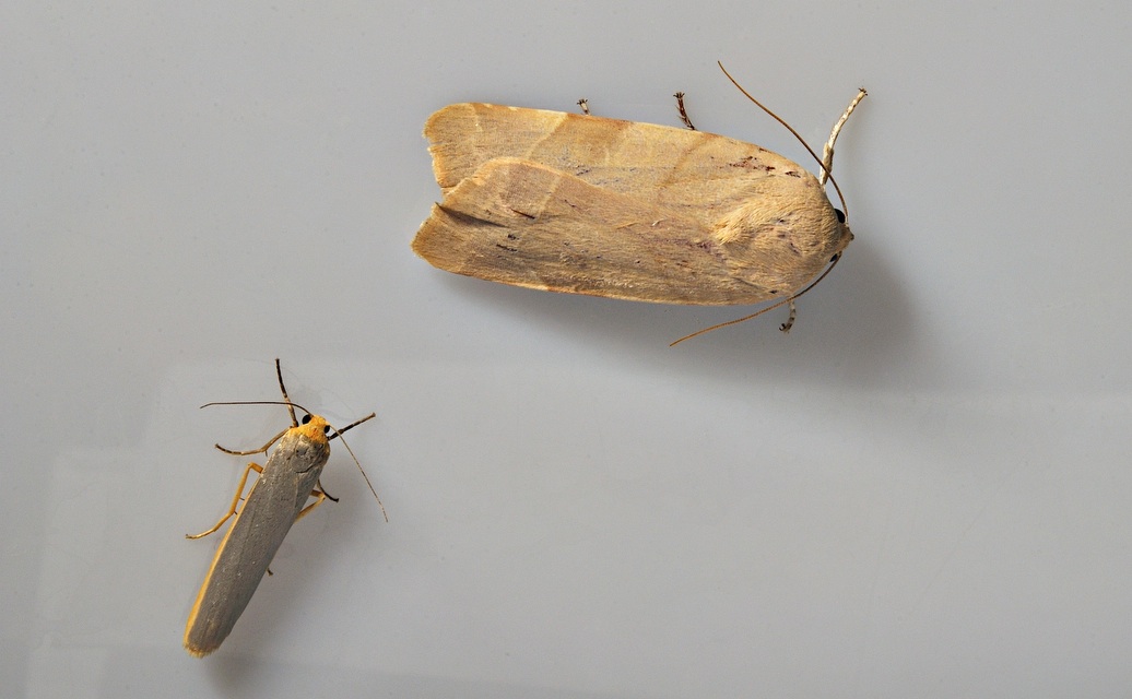 photo B035176, © Adriaan van Os, Corsavy 30-08-2017, altitude 800 m, Eilema complana or Eilema pseudocomplana (lower-left) with Noctua fimbriata (upper-right)
