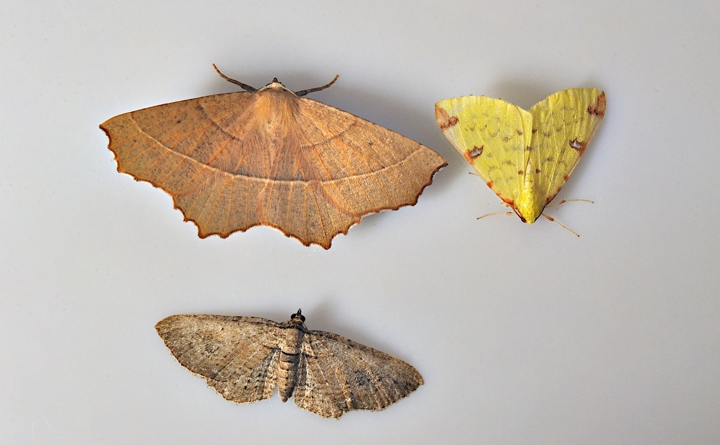 photo B035520, © Adriaan van Os, Corsavy 30-08-2017, altitudo 800 m, Opisthograptis luteolata (supra dextra) cum Campaea honoraria (supra sinistra) et Horisme tersata (infra sinistra)