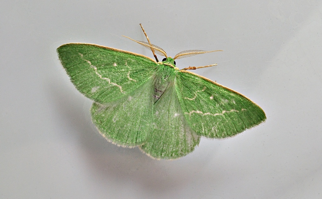 Foto B035643, © Adriaan van Os, Corsavy 31-08-2017, H�he 800 m, Thetidia smaragdaria