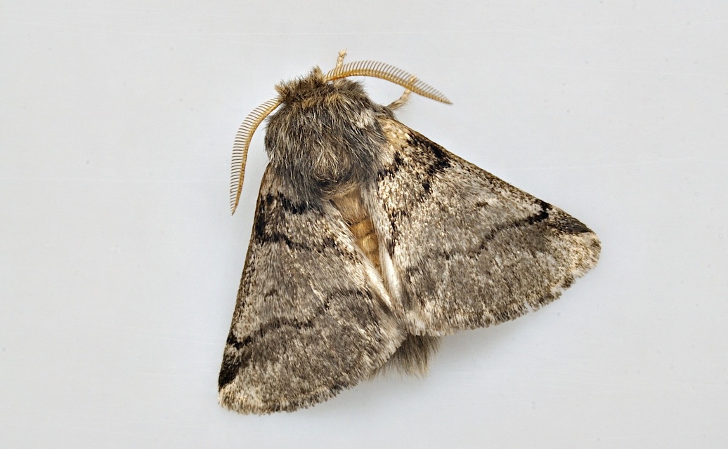 photo B035777, © Adriaan van Os, Corsavy 31-08-2017, altitudo 800 m, Thaumetopoea processionea