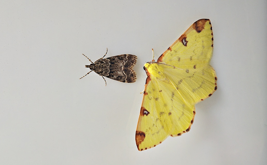 photo B035789, © Adriaan van Os, Corsavy 31-08-2017, altitudo 800 m, Opisthograptis luteolata