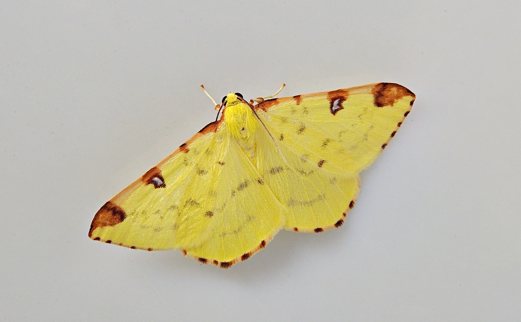 photo B035828, © Adriaan van Os, Corsavy 31-08-2017, altitudo 800 m, Opisthograptis luteolata