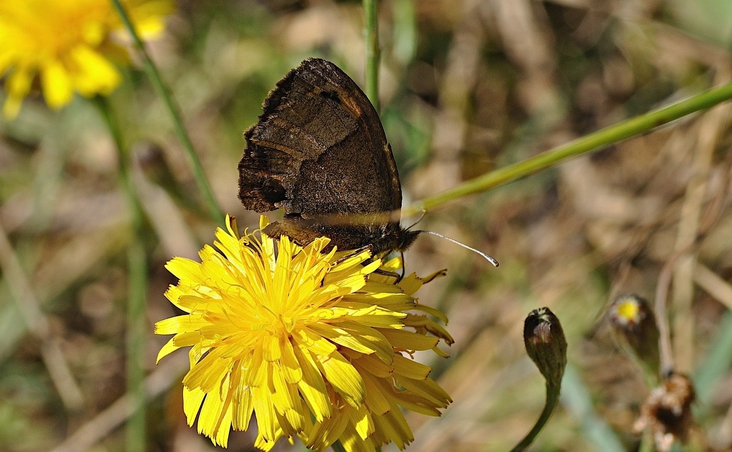 foto B036102, © Adriaan van Os, Corsavy 02-09-2017, hoogte 1400 m, ♂ Erebia neoridas ?