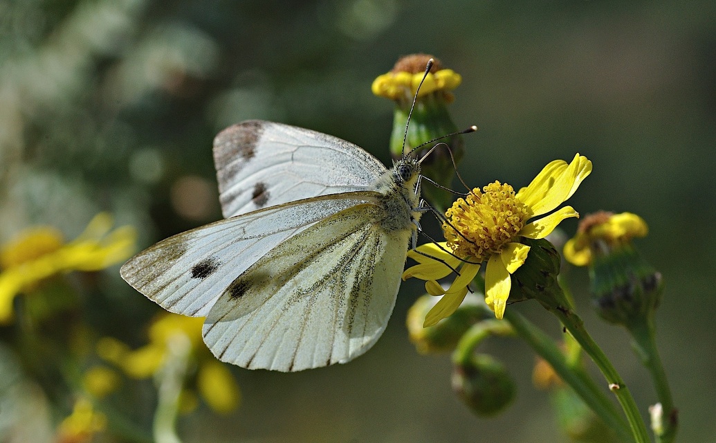 photo B036237, © Adriaan van Os, Corsavy 05-09-2017, altitudo 1300 m, ♀ Pieris napi
