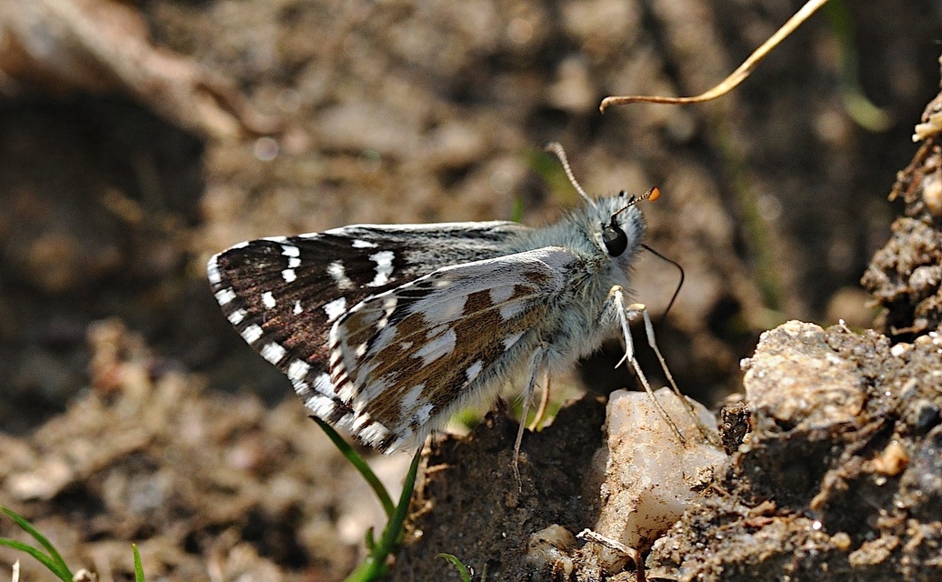 foto B036538, © Adriaan van Os, Corsavy 07-09-2017, altitud 1400 m, Pyrgus armoricanus
