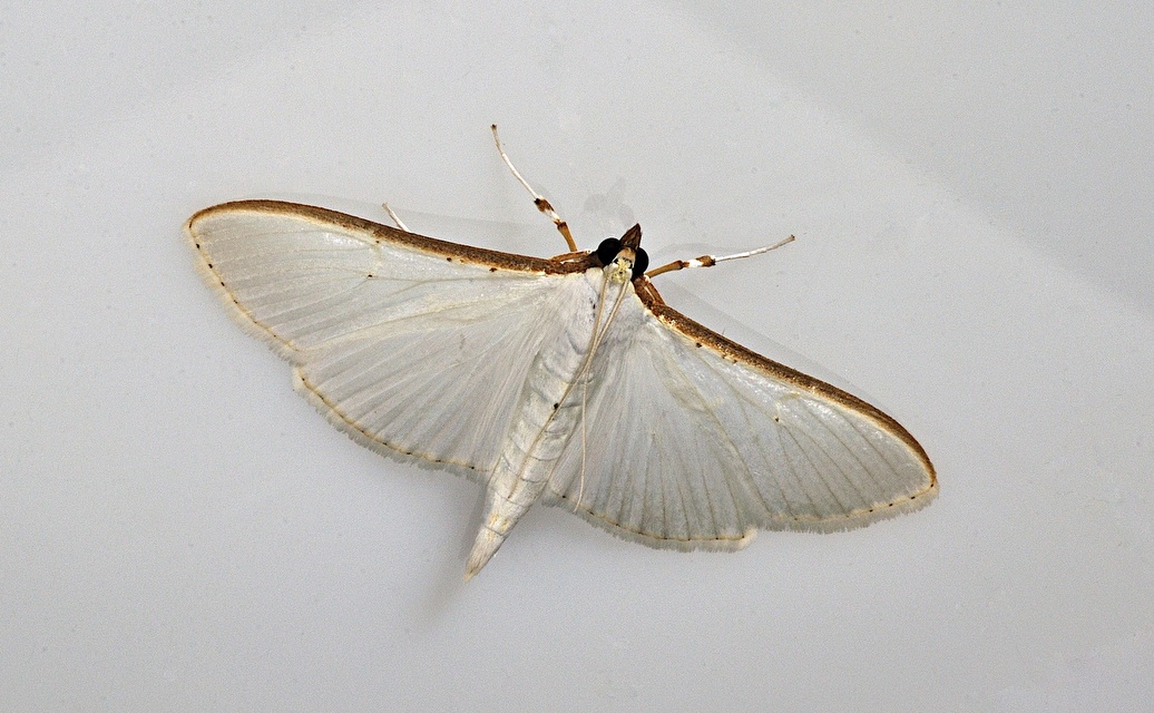 photo B037012, © Adriaan van Os, Corsavy 12-09-2017, altitudo 800 m, Palpita vitrealis