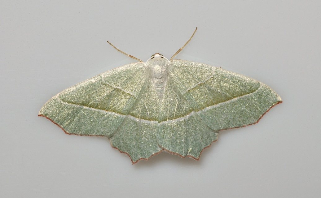 foto B037168, © Adriaan van Os, Corsavy 13-09-2017, altitud 800 m, Campaea margaritaria