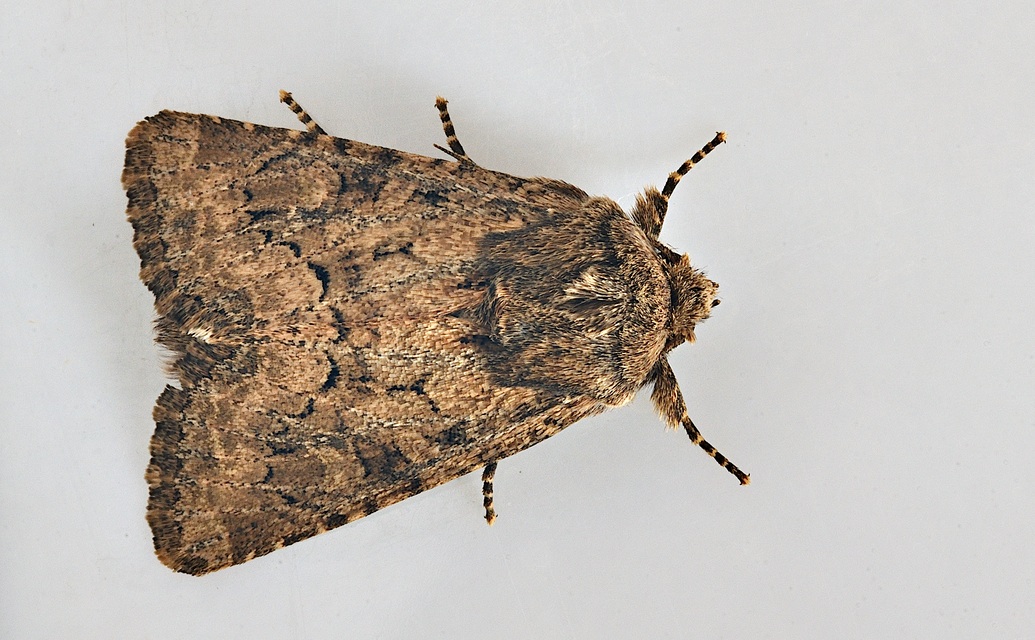 photo B037192, © Adriaan van Os, Corsavy 13-09-2017, altitude 800 m, ♀ Luperina testacea ?