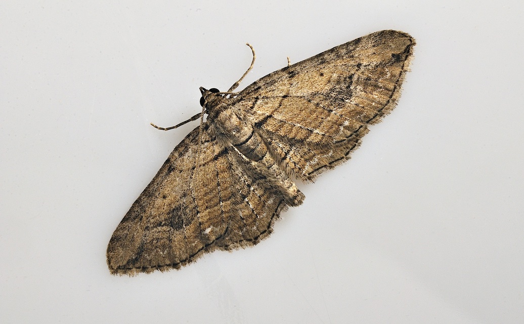 foto B037209, © Adriaan van Os, Corsavy 13-09-2017, hoogte 800 m, Horisme tersata