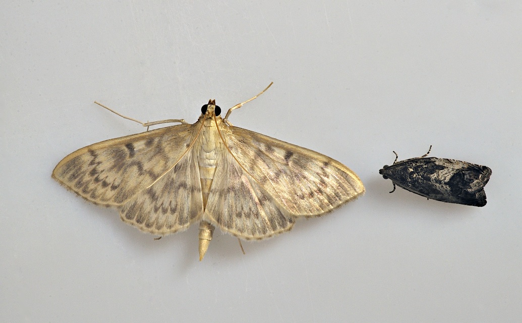 photo B037295, © Adriaan van Os, Corsavy 13-09-2017, altitudo 800 m, Pleuroptya ruralis