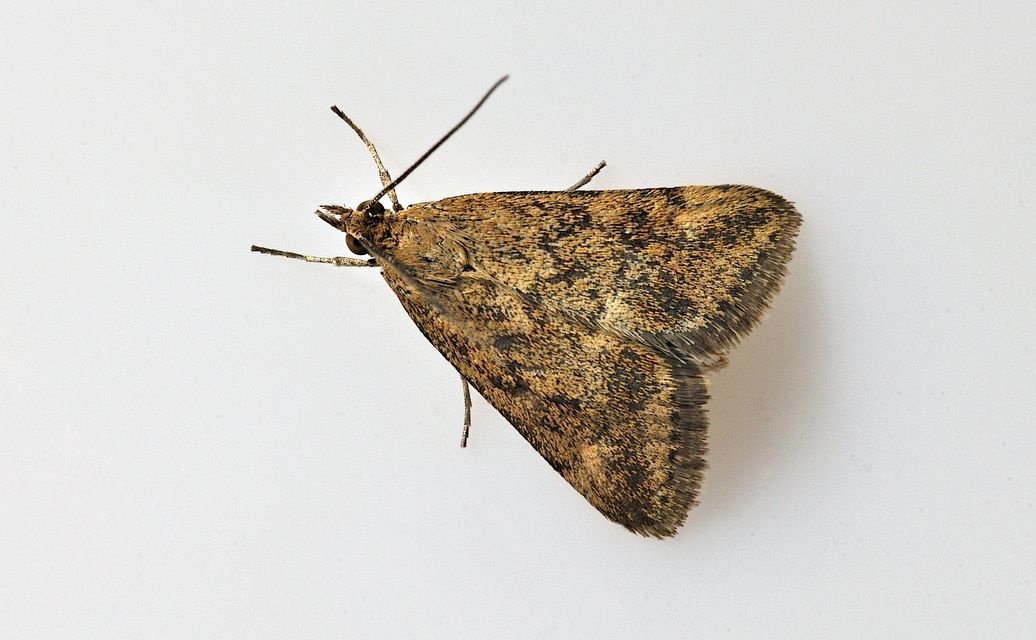 Foto B037648, © Adriaan van Os, Corsavy 19-09-2017, H�he 800 m, Pyrausta despicata