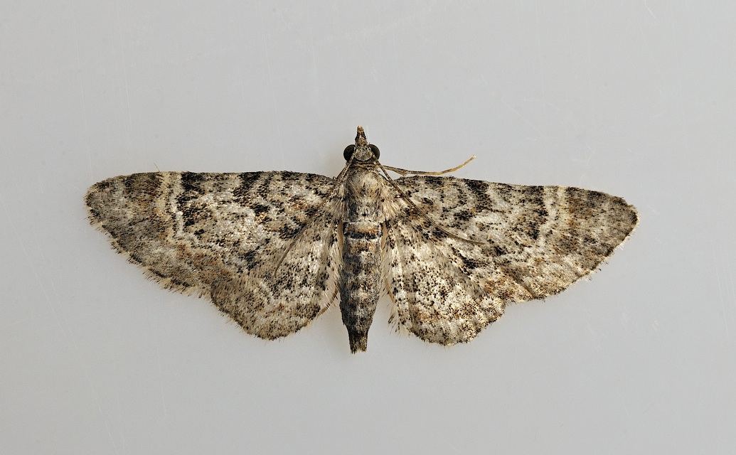 photo B037910, © Adriaan van Os, Corsavy 21-09-2017, altitudo 800 m, Gymnoscelis rufifasciata