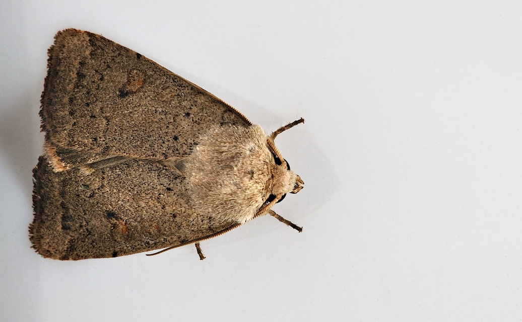 foto B038323, © Adriaan van Os, Corsavy 22-09-2017, altitud 800 m, Xestia castanea