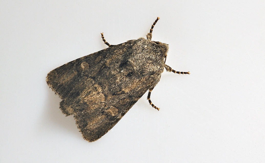 photo B038421, © Adriaan van Os, Corsavy 23-09-2017, altitude 800 m, Luperina testacea