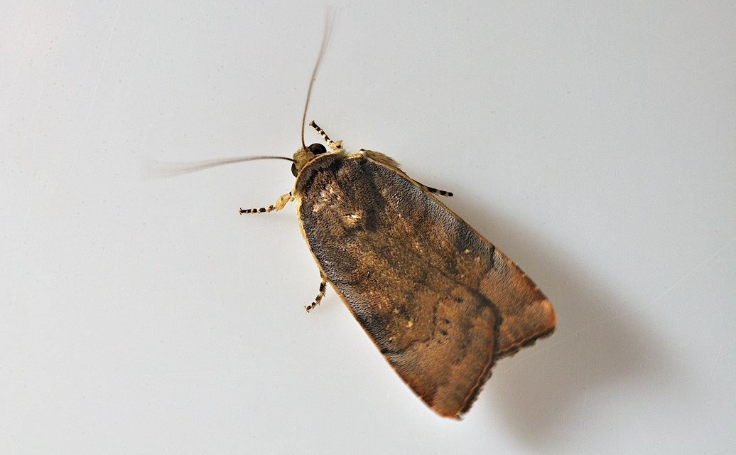 photo B038439, © Adriaan van Os, Corsavy 23-09-2017, altitude 800 m, Noctua janthe