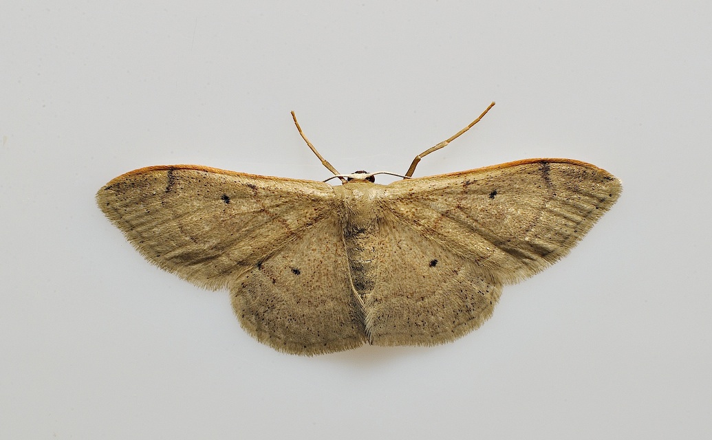 foto B038562, © Adriaan van Os, Corsavy 23-09-2017, altitud 800 m, Idaea degeneraria