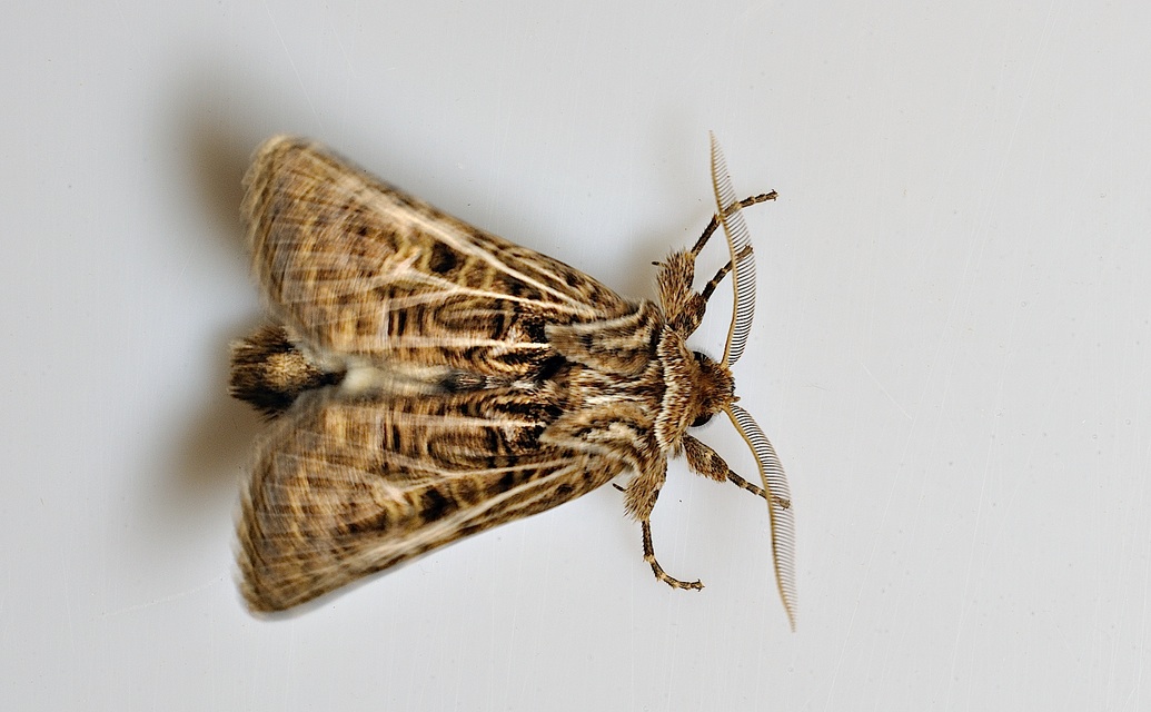 foto B038748, © Adriaan van Os, Corsavy 24-09-2017, altitud 800 m, ♂ Tholera decimalis