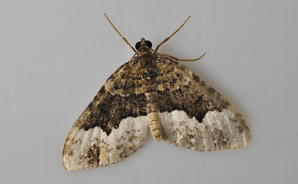 photo B038755, © Adriaan van Os, Corsavy 24-09-2017, altitude 800 m, Euphyia biangulata