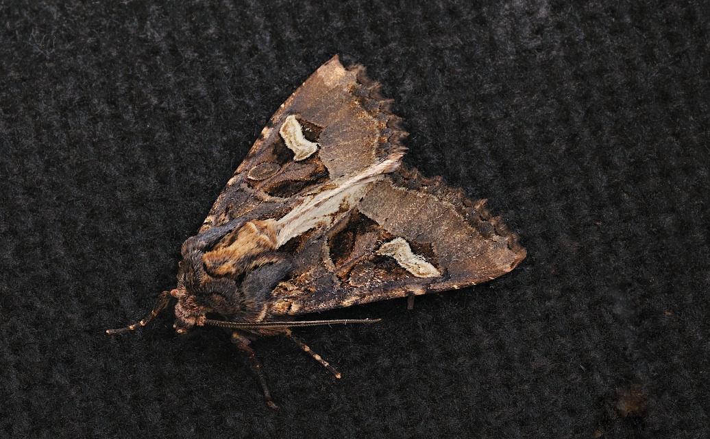 photo B038813, © Adriaan van Os, Corsavy 24-09-2017, altitudo 800 m, Trigonophora flammea