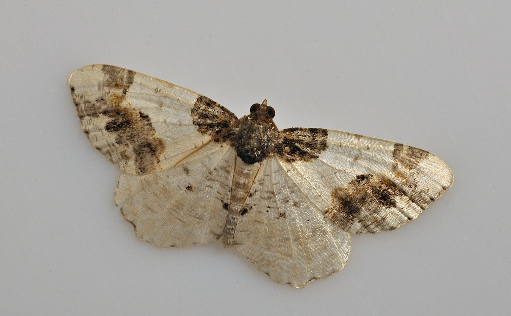 photo B038822, © Adriaan van Os, Corsavy 24-09-2017, altitudo 800 m, Ligdia adustata