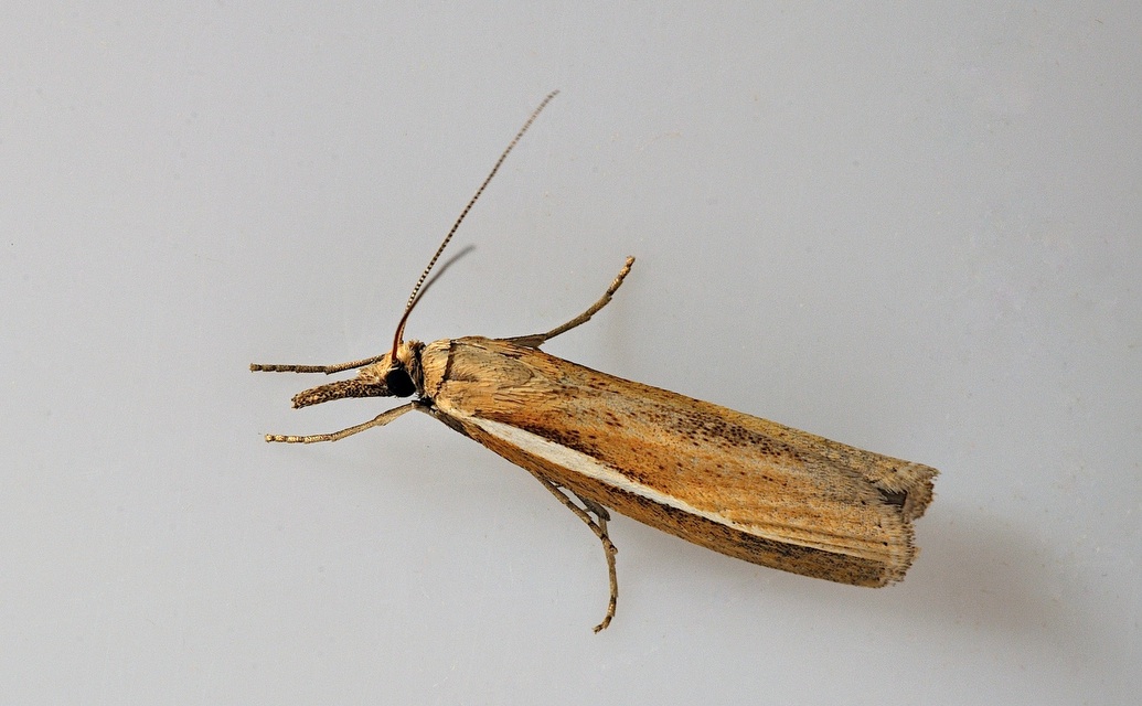 photo B038916, © Adriaan van Os, Corsavy 24-09-2017, altitudo 800 m, Agriphila tristella