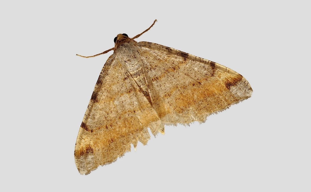 photo B042452, © Adriaan van Os, Corsavy 17-05-2018, altitudo 800 m, Macaria liturata