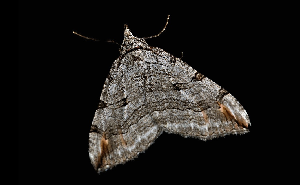 photo B042512, © Adriaan van Os, Corsavy 17-05-2018, altitudo 800 m, Aplocera plagiata