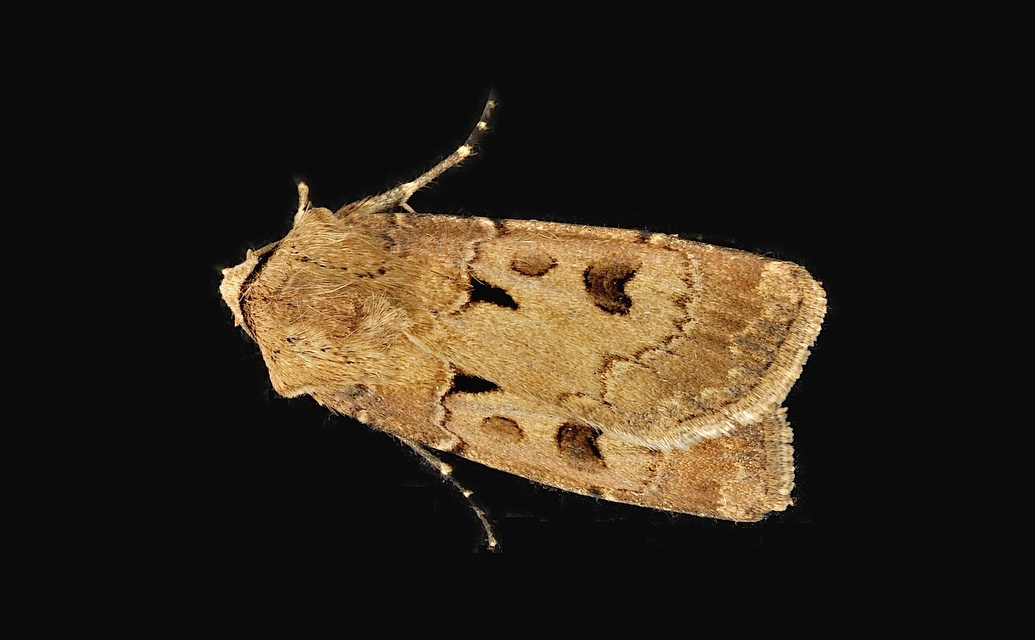 photo B042543, © Adriaan van Os, Corsavy 18-05-2018, altitude 800 m, Agrotis exclamationis