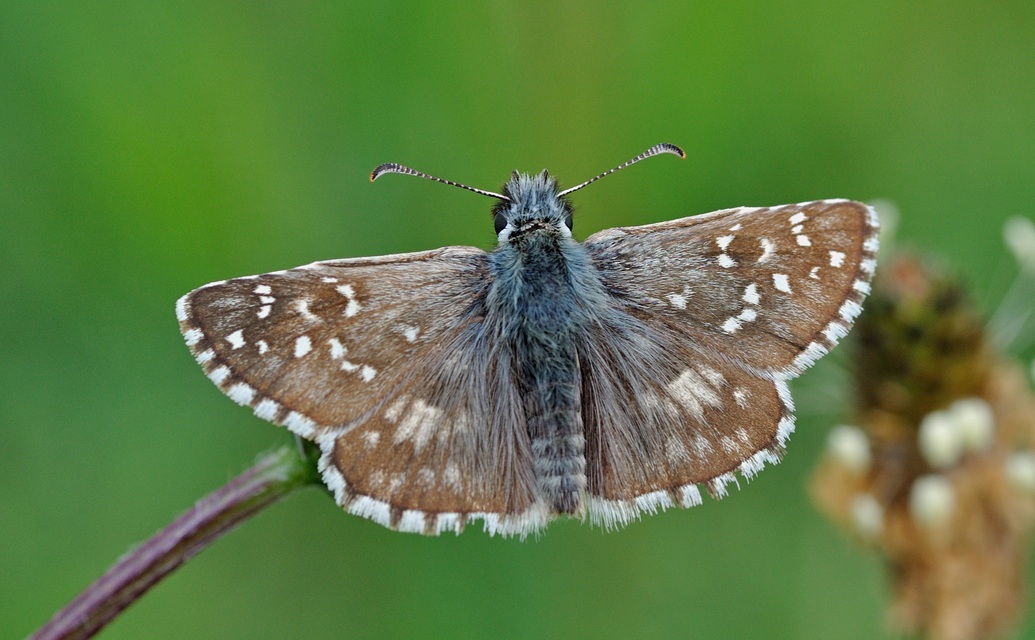 foto B042871, © Adriaan van Os, Corsavy 22-05-2018, altitud 800 m, ♂ Pyrgus armoricanus