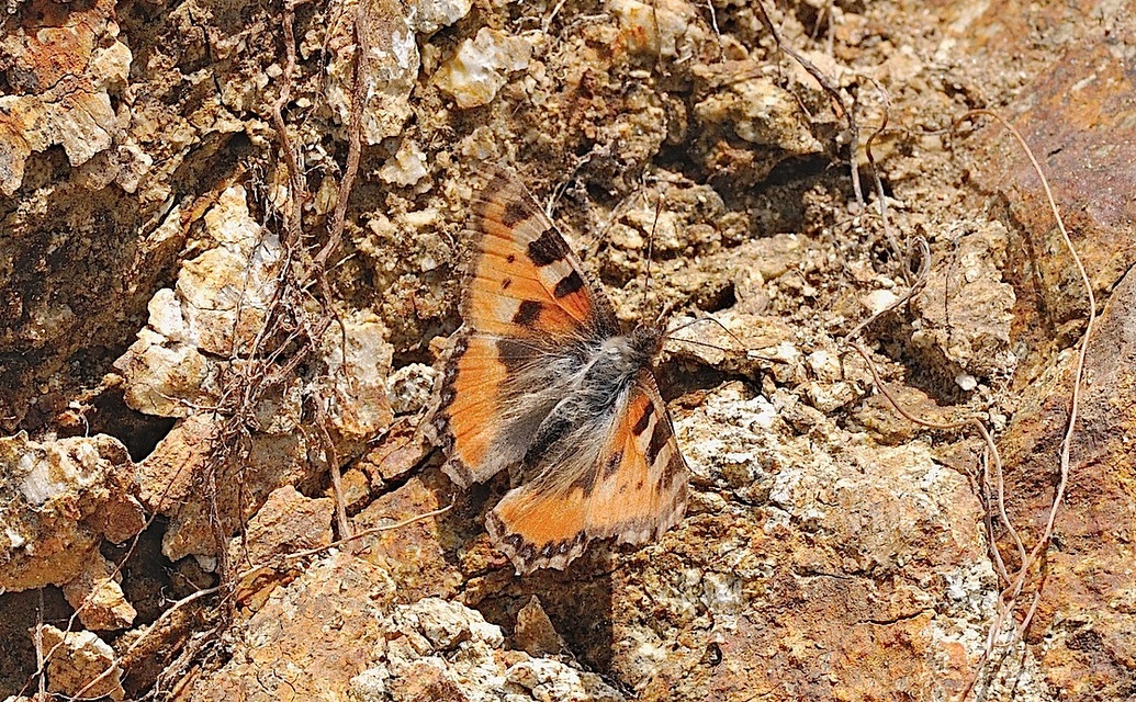 photo B043008, © Adriaan van Os, Corsavy 24-05-2018, altitudo 1300 m, Aglais urticae