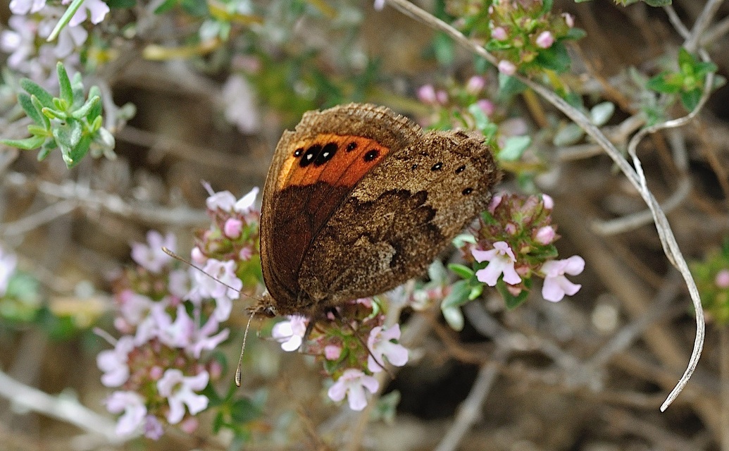 photo B043402, © Adriaan van Os, Corsavy 27-05-2018, altitude 1300 m, ♀ Erebia triaria