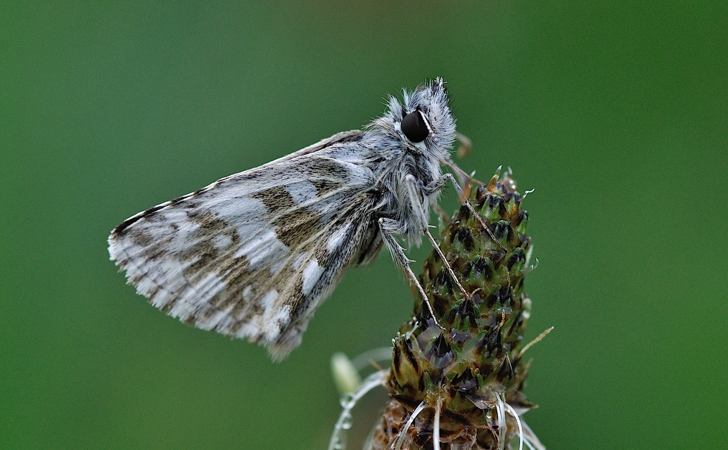 Foto B043563, © Adriaan van Os, Corsavy 28-05-2018, H�he 800 m, Pyrgus alveus accretus ?